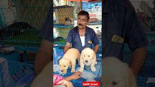 galiff street pet market | dog market Kolkata #shrots #dog #petmarket #galiffstreet