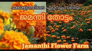 Jamanthi  Farm In Thiruvanathapuram / കേരളത്തിലെ ഏറ്റവും വലിയ ജമന്തി തോട്ടം #jamanthi #onam #kerala