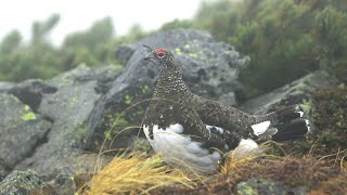 ライチョウの鳴き声