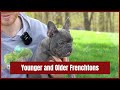 How big will a Frenchton get and How will a Frenchton look when they are older?