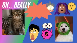 Try not to Laugh while watching  Funny Animals Compilation with dog Reaction and Funniest  cat life