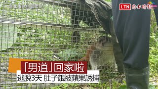 蘋果誘「男道」比吹箭麻醉有效 北市動物園：健檢後與妻兒團聚(台北市動物園提供)