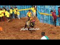 jallikattu 2025 thatchankurichi jallikattu videos 2025 தச்சங்குறிச்சி ஜல்லிக்கட்டு 2025