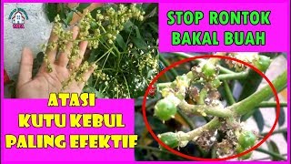 # TIS # TIPS CEPAT\u0026TEPAT BASMI KUTU KEBUL YG BENAR, HINDARI BUAH RONTOK