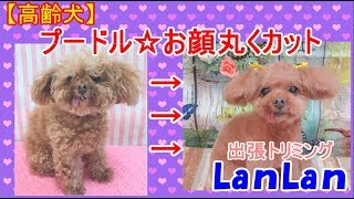 【プードルトリミング】お顔丸くスッキリ【高齢犬・老犬】出張トリミングLanLan