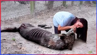 Animals That Asked People for Help | Random Acts of Kindness #6