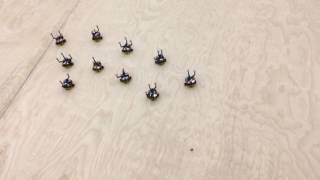 Boids Algorithm : Leader-Follower Experiment (Robotarium)