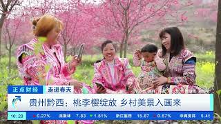 [正点财经]走进春天 贵州黔西：桃李樱绽放 乡村美景入画来|CCTV财经