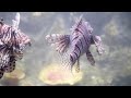 life under the ocean aquatic animals🐟🐳 nature ocean animals cute underwater fish