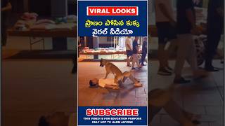 ప్రాణం పోసిన కుక్క వైరల్ వీడియో #shorts #youtubeshorts #telugufacts #viralvideo  #viral