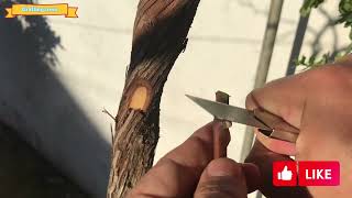 كيفية تطعيم شجرة العنب بطرق سهلة/ تطعيم العنب  /Grafting Grape Tree