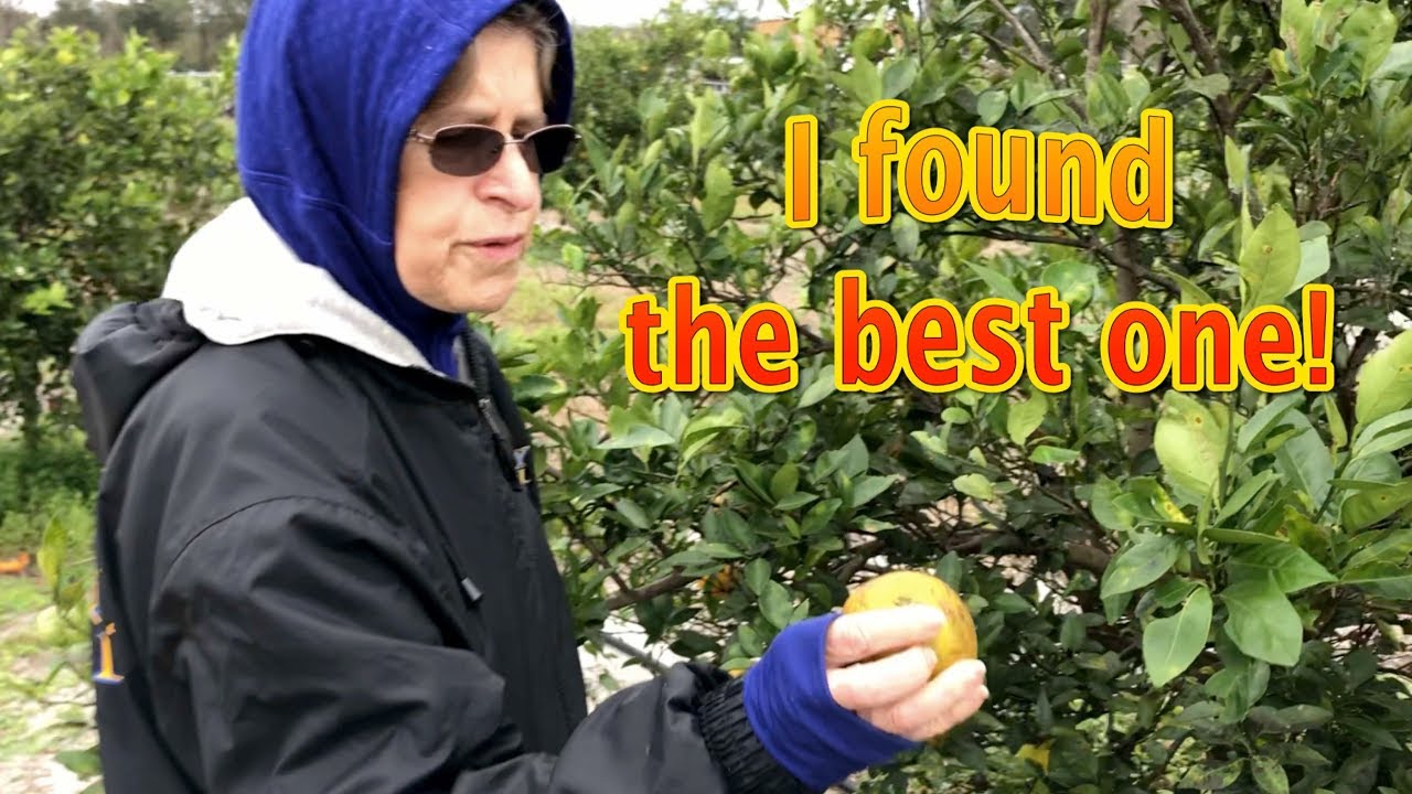 Orange Picking At Ridge Island Groves Florida Youtube