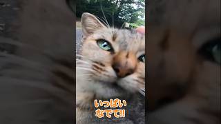 お膝に乗りたい猫 #shorts