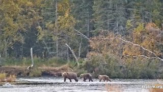 273 and Her Yearlings in the Lower River - September 29, 2024 (explore.org)