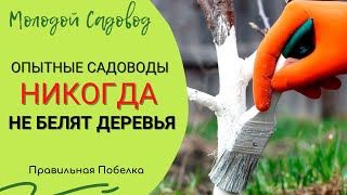 Побелка деревьев осенью | Рецепт побелки для деревьев