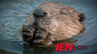 IEN NOW: Beavers Wipe Out Town’s Internet