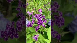 Duranta repens假连翘/金露花