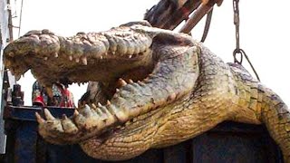 Top 10 World's Biggest Crocodiles