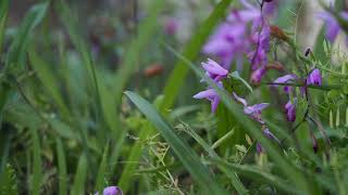 2024 05 09 OIMATASU-CHO FLOWERS