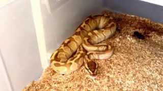 Ball Python Collection update (part 1) 2015