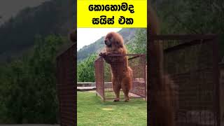 මේවා මීට කලින්දැකල තියෙද බලන්න.