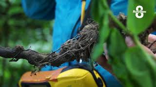 Cours d'eau : faire face aux espèces invasives