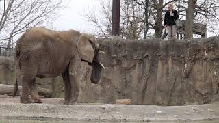 Elephant Enrichment and Training