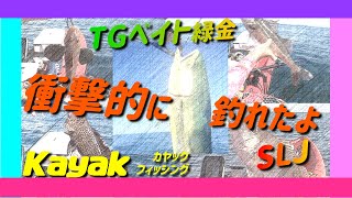 カヤックフィッシング　衝撃的に釣れたよ　TGベイト緑金　オオモンハタ　ホウボウ　真鯛　シイラ