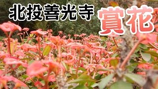 『原伊』北投善光寺賞花_2017.03.04 vlog