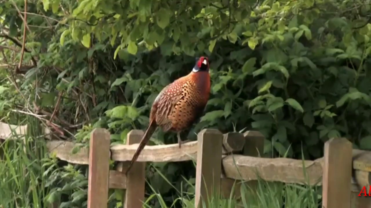 Suara Kokok Ayam Ringneck Pheasant Di Alam Liar - YouTube