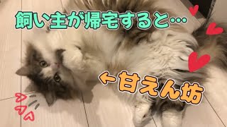 飼い主が帰宅した時の猫の反応がかわいすぎた