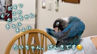 ボタンインコのたいちゃん！元気です😊