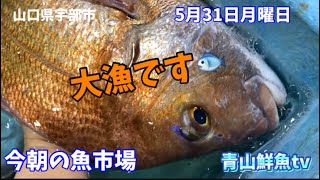 【魚市場】【大漁です】【朝セリ】今朝の魚市場5月31日月曜日の水揚げ状況