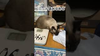 ビニール袋あるある#cat #猫のいる暮らし #ねこのいる生活 #トンキニーズ #老猫