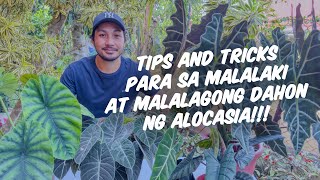 DIFFERENT VARIETIES OF ALOCASIA AND HOW TO TAKE CARE OF THEM!