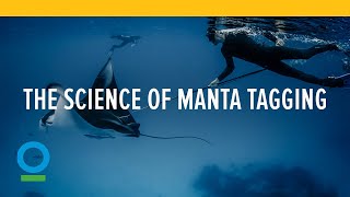 The Science of Manta Tagging