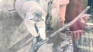 オリーヴァちゃん ロックなお庭に登場〜☺️ マヌルネコ　埼玉県こども動物自然公園 にて　2025年1月18日