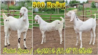 PINK SOJAT 500 RS/ KG ONLY | AJWA GOAT FARM BACK TO WORK | MOLIPUR, VADNAGAR , GUJARAT