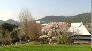 空撮佐賀　神埼市宝珠寺の桜