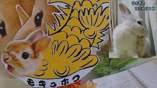 【うさぎのUSAGIN】うさぎのモキュ様×うさぎとCafeコラボ行ってきました【Rabbit Queen】