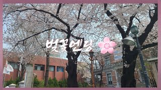 [벚꽃엔딩]벚꽃이 만개했어요 서울 ♡사당과 역삼동♡