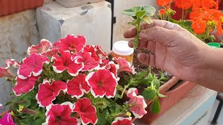 How to Grow Petunia by Cutting || Propagation of Petunia Plant || Fun Gardening