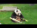 豪快にタケノコをへし折って食べるジャイアントパンダ桃浜／アドベンチャーワールド～giant panda ‘’touhin″ which continues eating a bamboo shoot