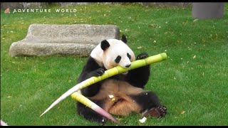 豪快にタケノコをへし折って食べるジャイアントパンダ桃浜／アドベンチャーワールド～Giant panda ‘’Touhin″ which continues eating a bamboo shoot