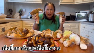 ทำความสะอาดวนไปเห็ดผึ้งหวาน เห็ดผึ้งเกาลัดอร่อยจะอร่อยกว่ากัน⁉️