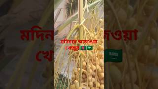 মদিনার আজওয়া খেজুর#new sort 👉 🕋🇸🇦🇴🇲#আজওয়া খেজুর#viral short#viral #2023