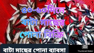 পোনা ব্যাবসা।।  বাটা মাছের রেনু পোনা চাষ পদ্ধতি।।