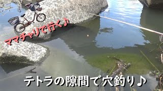 テトラの隙間で穴釣りしたら浮きが引き込まれた