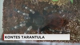 Kontes Tarantula Diikuti Puluhan Peserta dari Indonesia