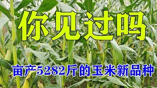 亩产5282斤的玉米新品种，打破“世界高产”新记录，值得大家关注